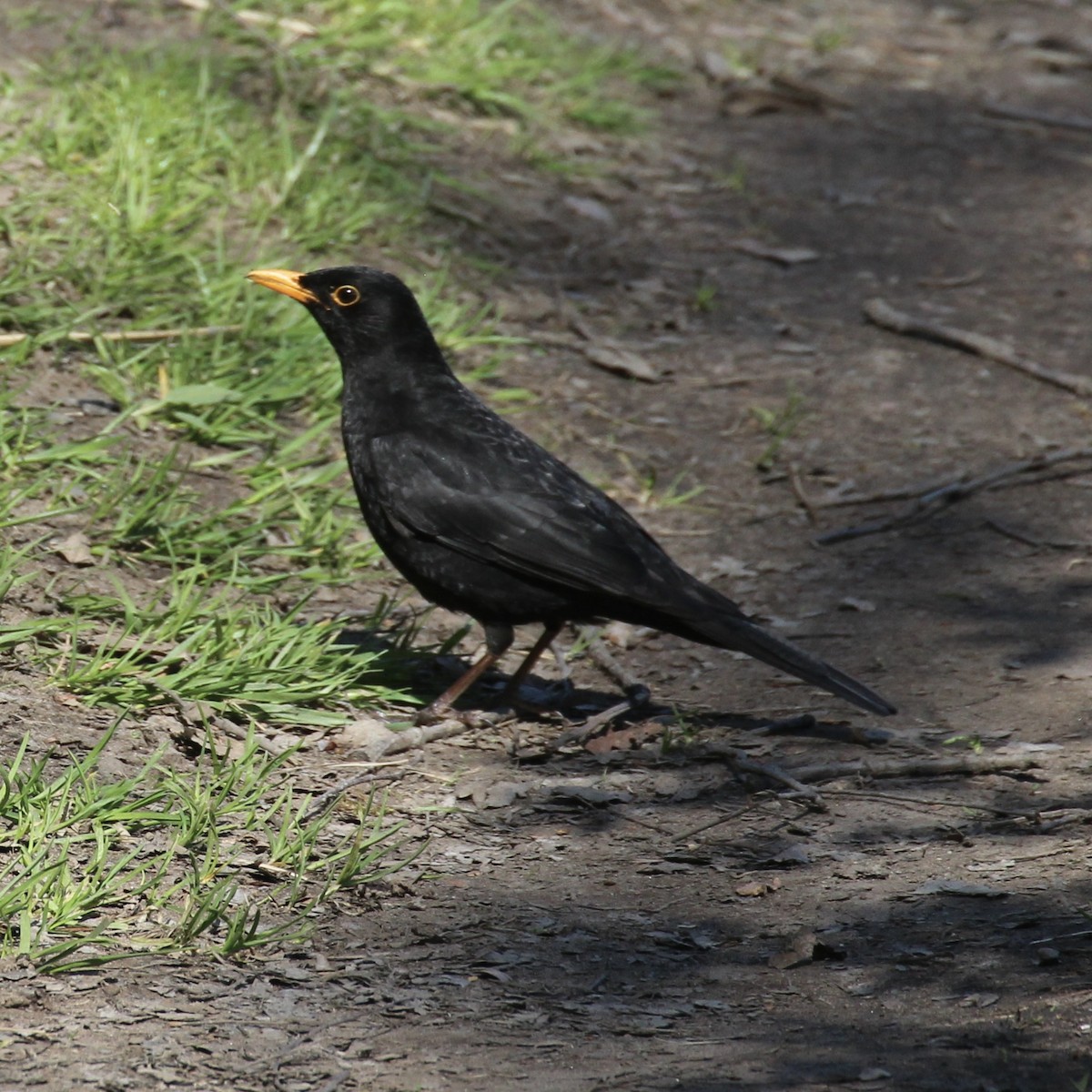 Eurasian Blackbird - ML619639520