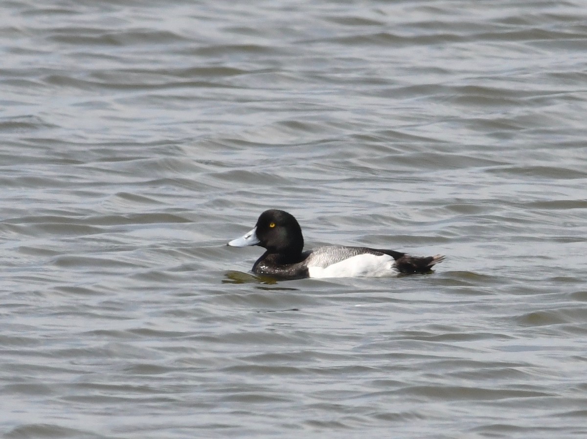 Greater Scaup - ML619639545