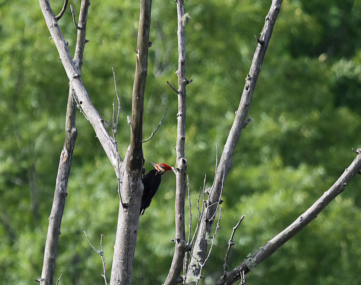 Pileated Woodpecker - ML619639600