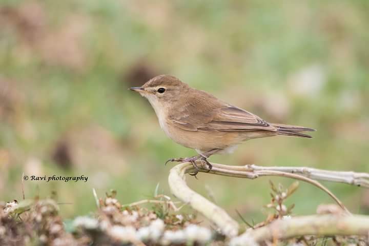 Booted Warbler - ML619639611