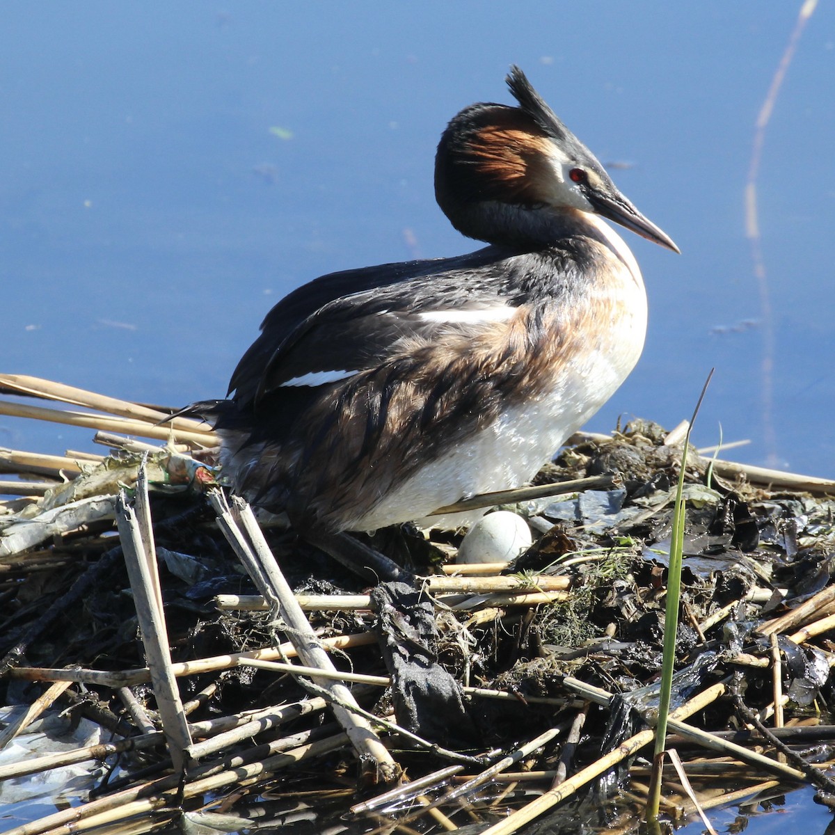 Great Crested Grebe - ML619639616