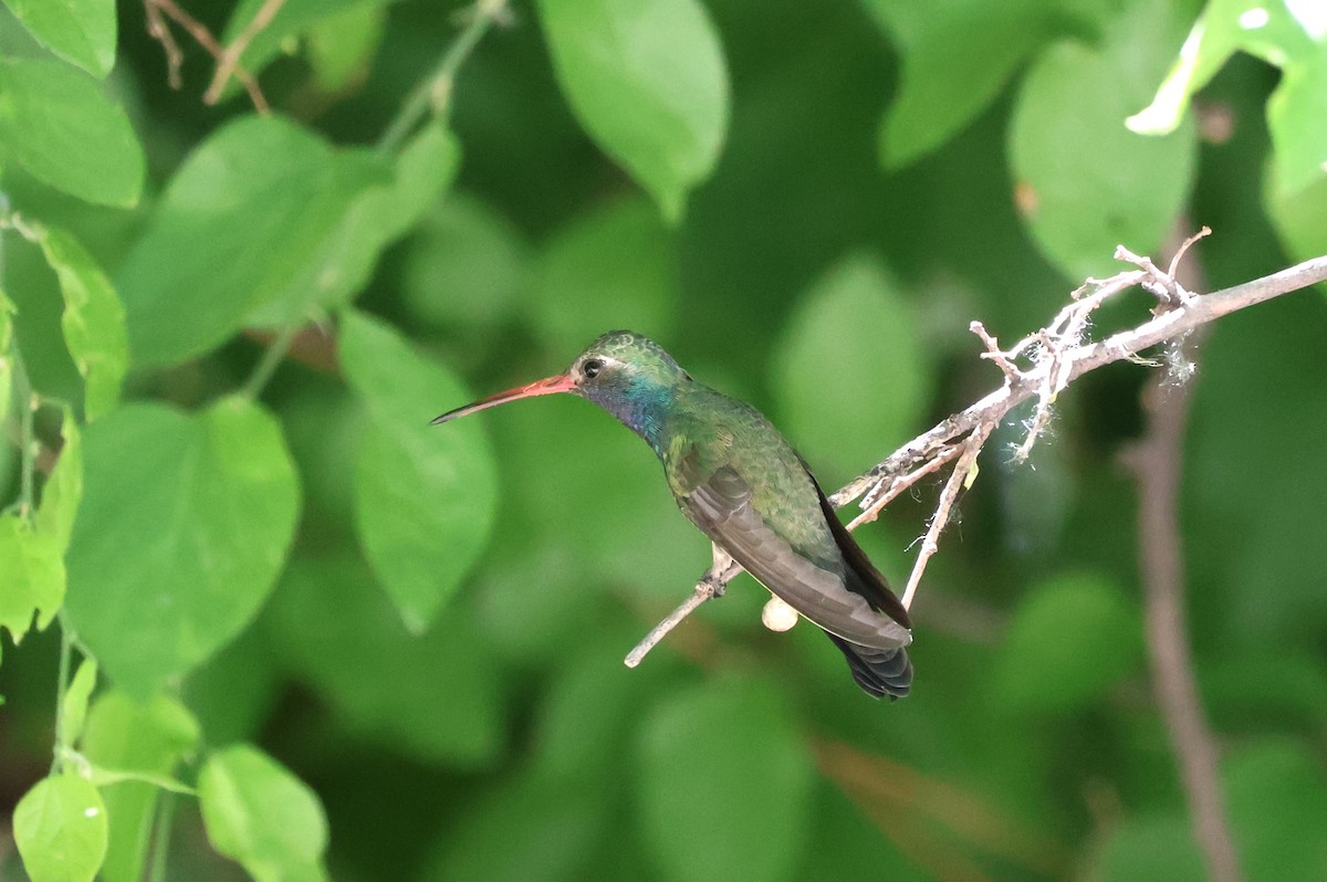 Broad-billed Hummingbird - ML619639620