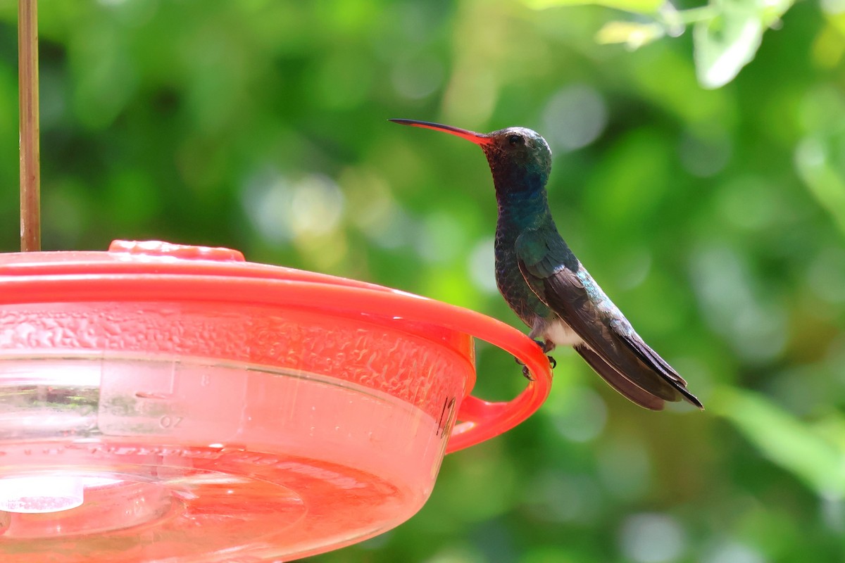 Broad-billed Hummingbird - ML619639623