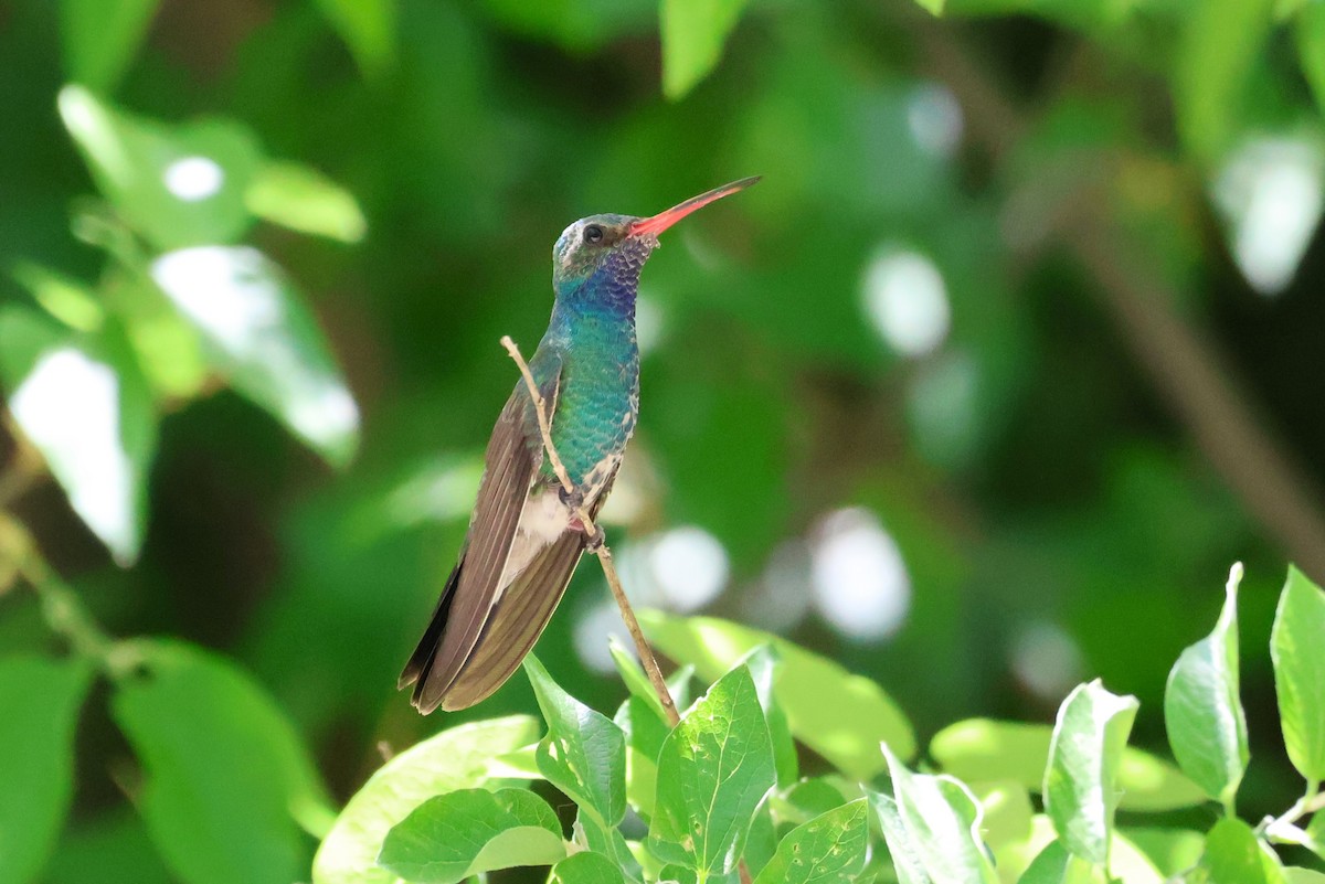 Broad-billed Hummingbird - ML619639624
