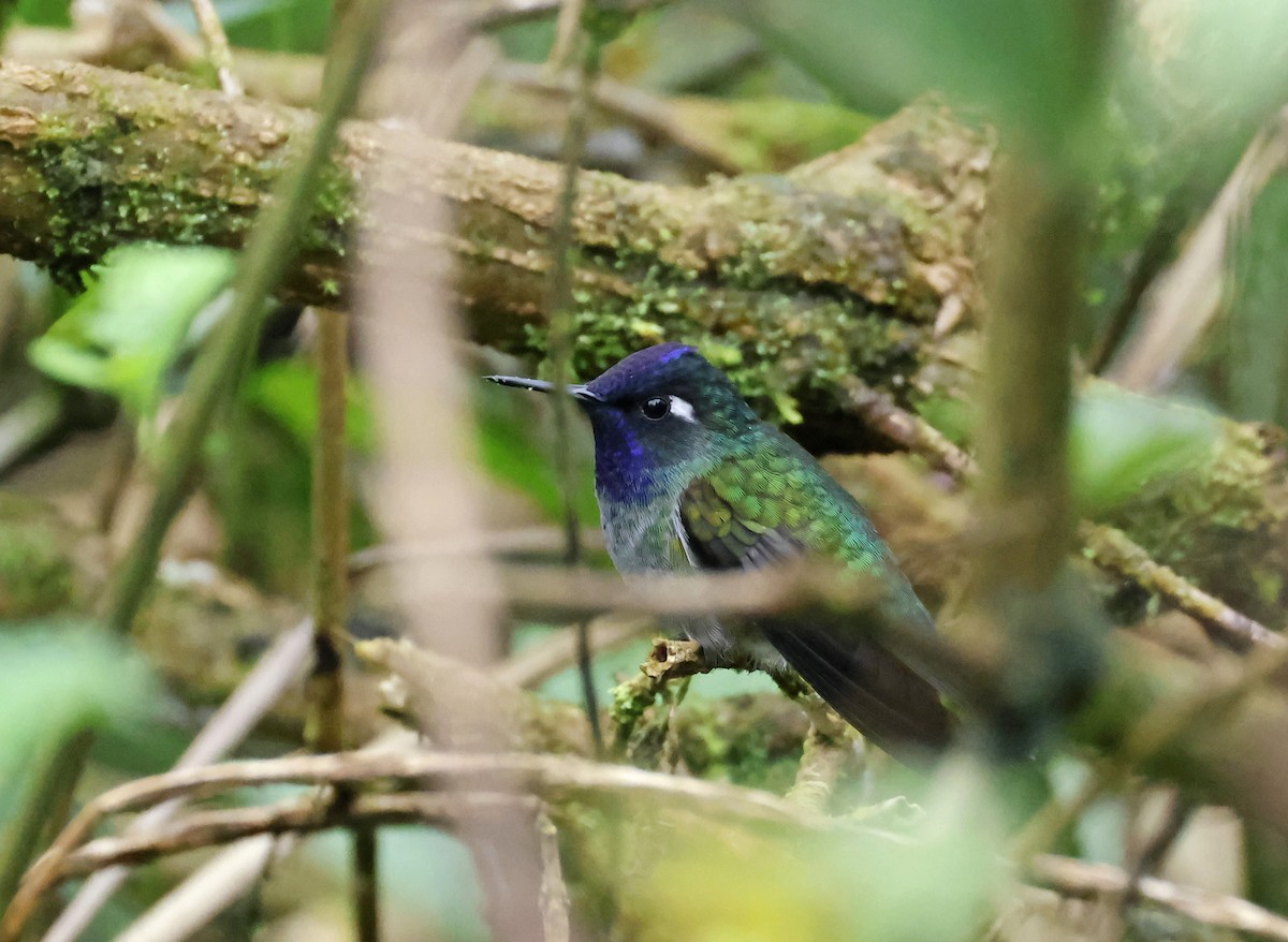 Violet-headed Hummingbird - ML619639630