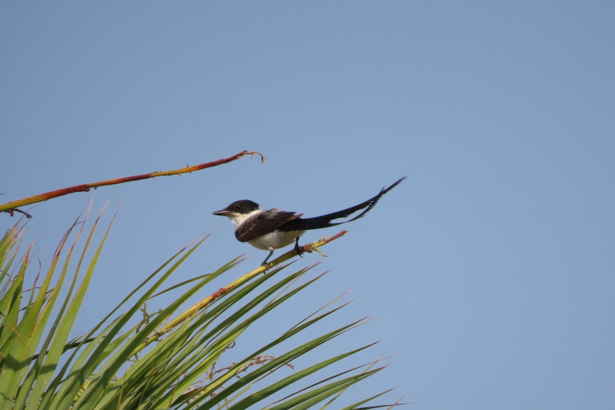 Fork-tailed Flycatcher - ML619639633
