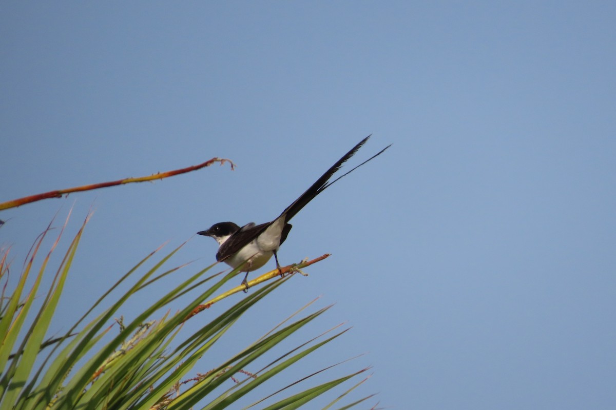 Fork-tailed Flycatcher - ML619639666