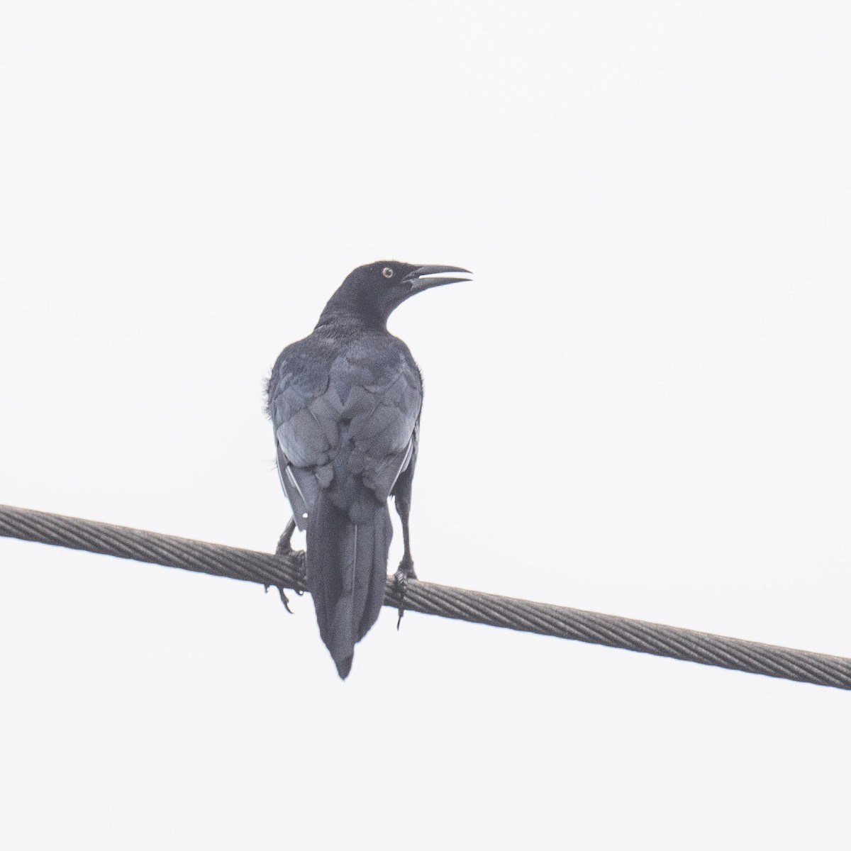 Great-tailed Grackle - ML619639713