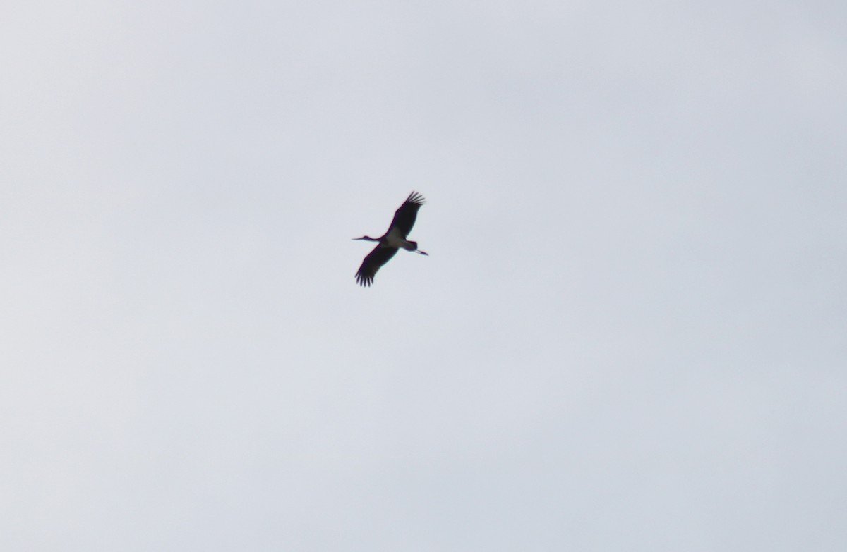 Black Stork - ML619639716