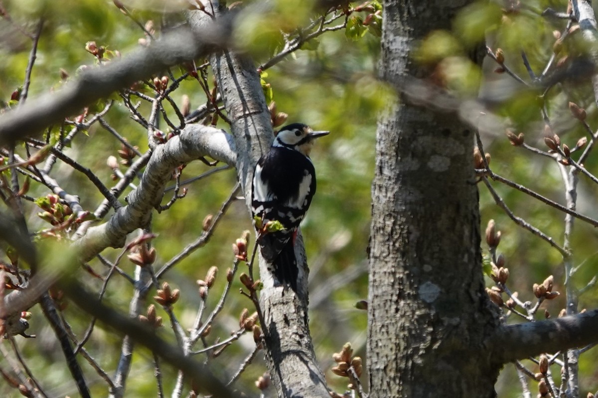 Great Spotted Woodpecker - ML619639754