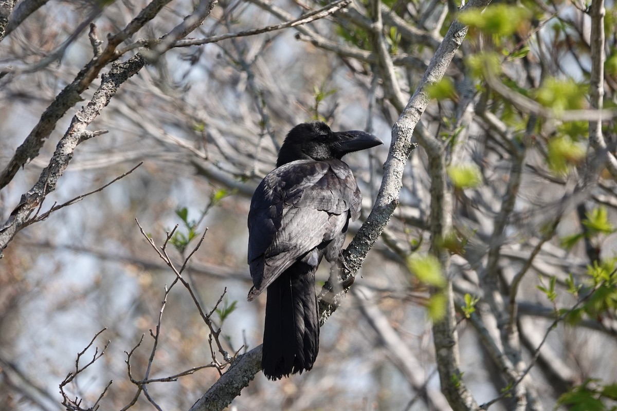 Large-billed Crow - ML619639773