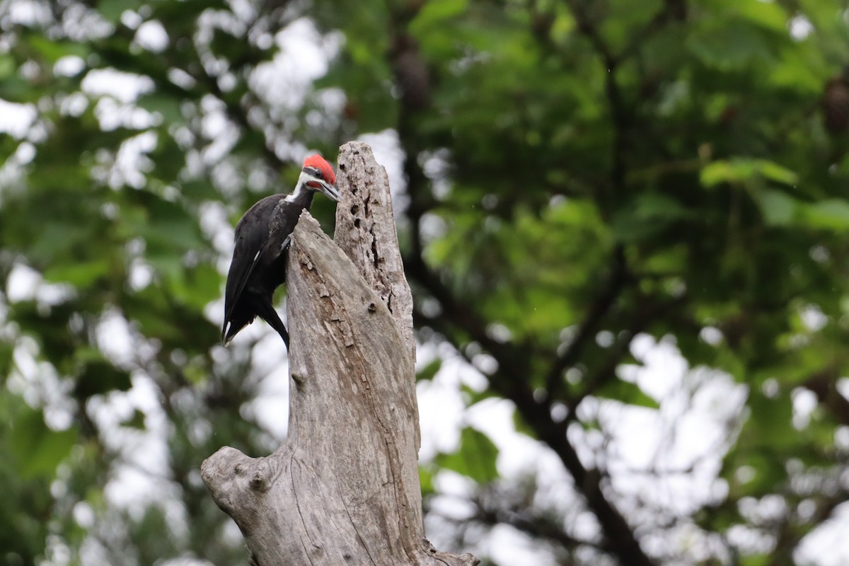 Pileated Woodpecker - ML619639808