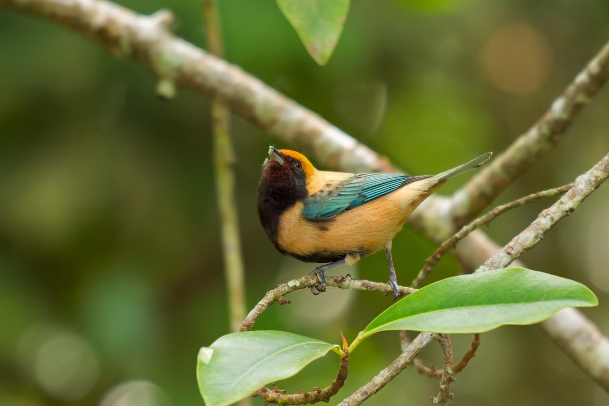 Burnished-buff Tanager - ML619639863