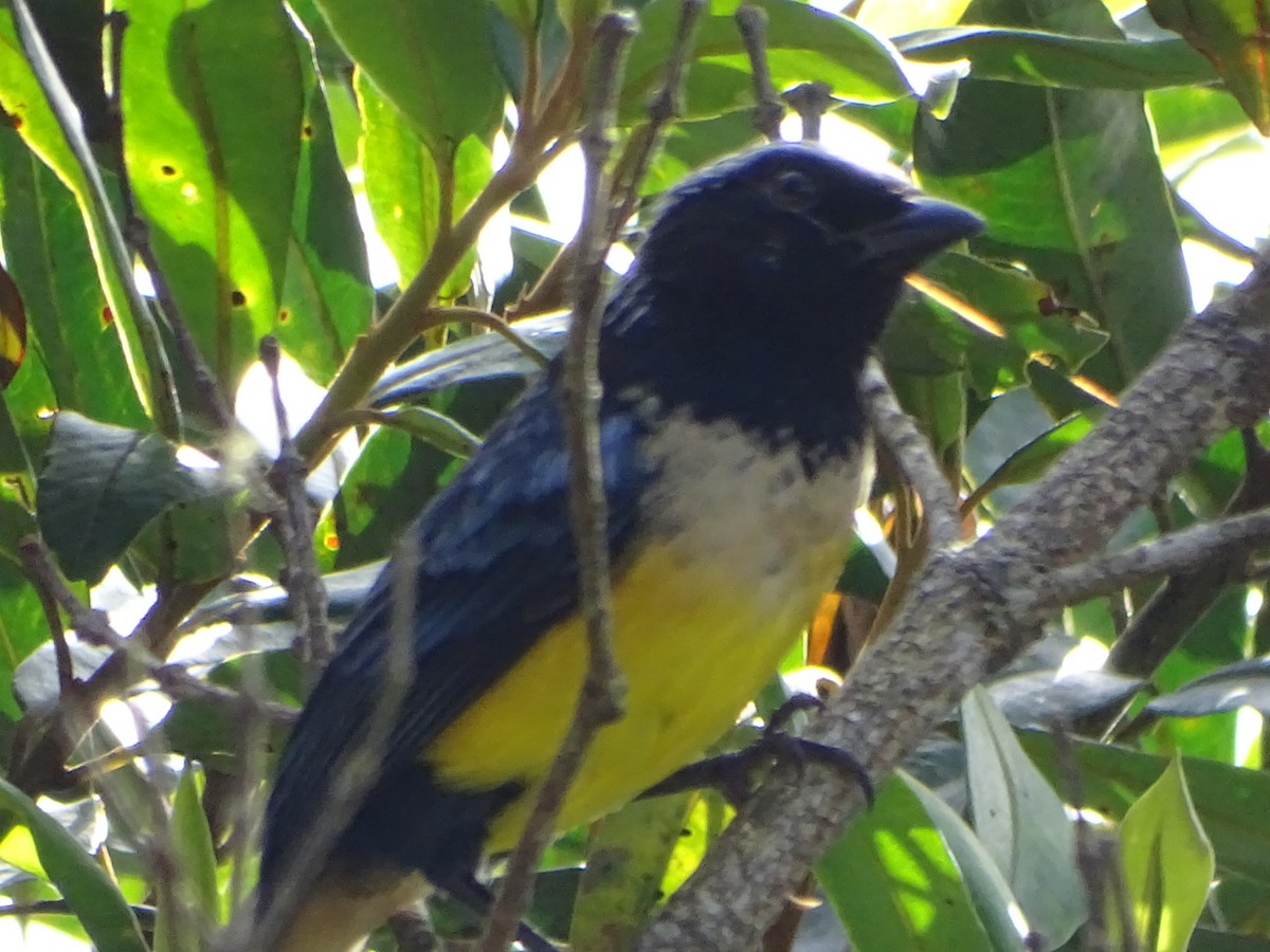 Buff-breasted Mountain Tanager - ML619639873