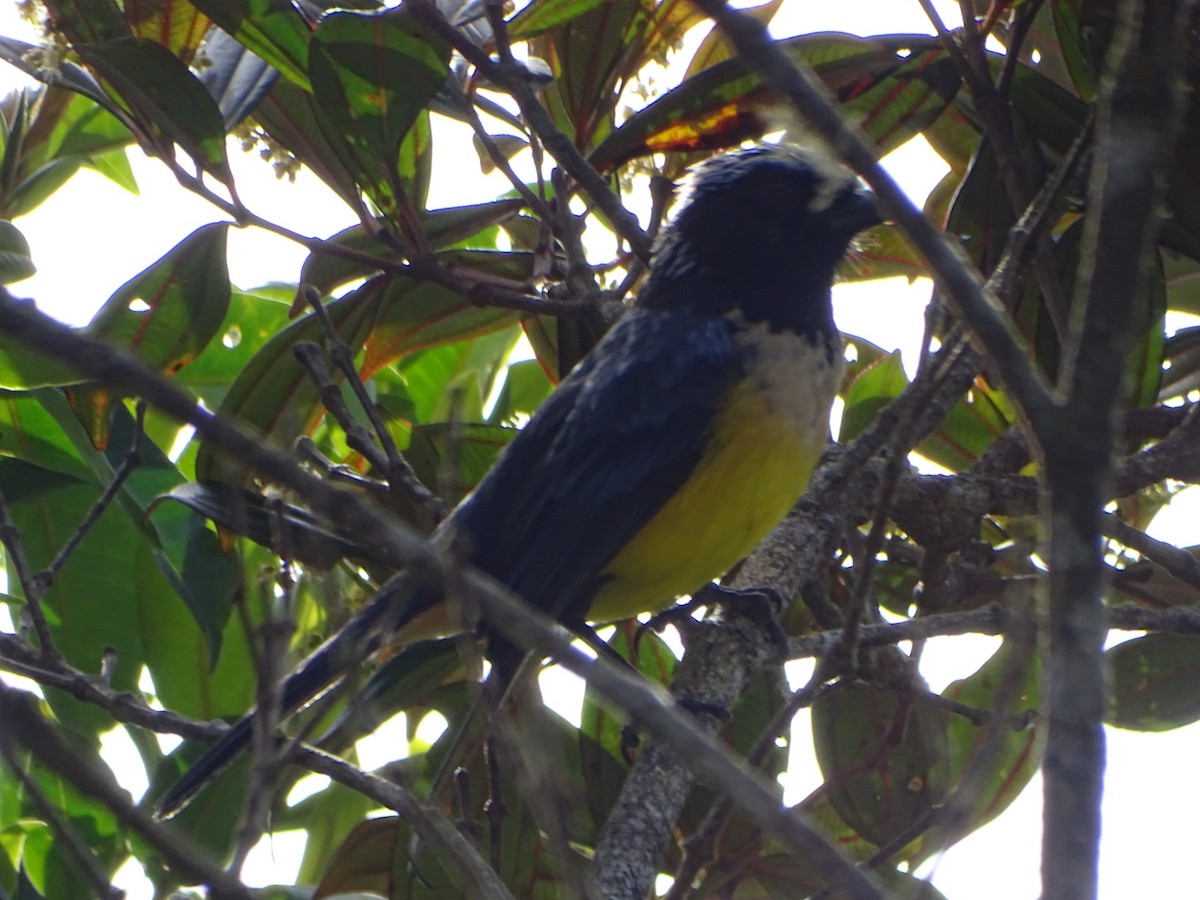 Buff-breasted Mountain Tanager - ML619639874
