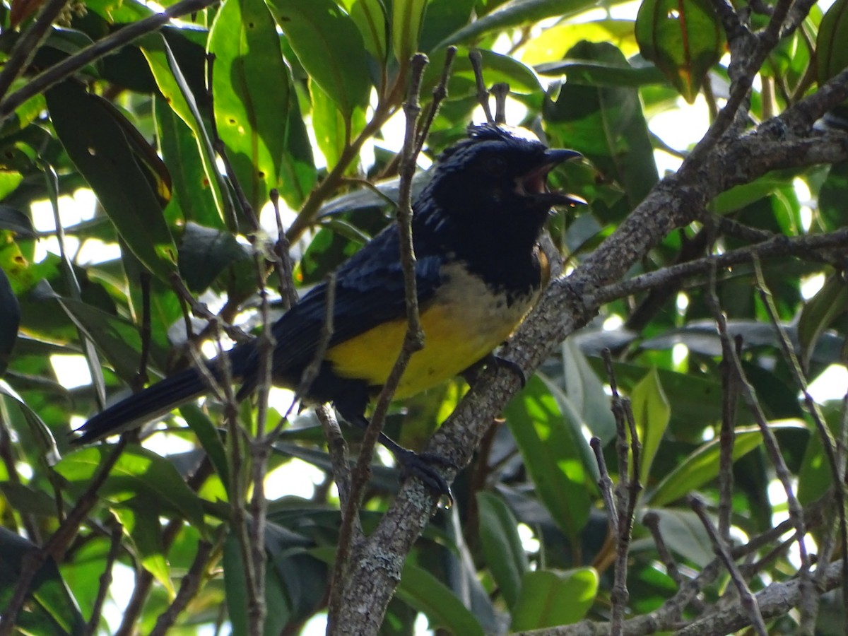 Buff-breasted Mountain Tanager - ML619639875