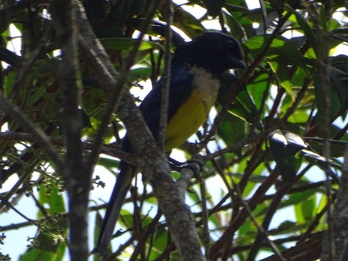 Buff-breasted Mountain Tanager - ML619639876
