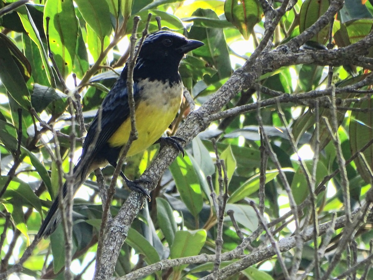 Buff-breasted Mountain Tanager - ML619639877