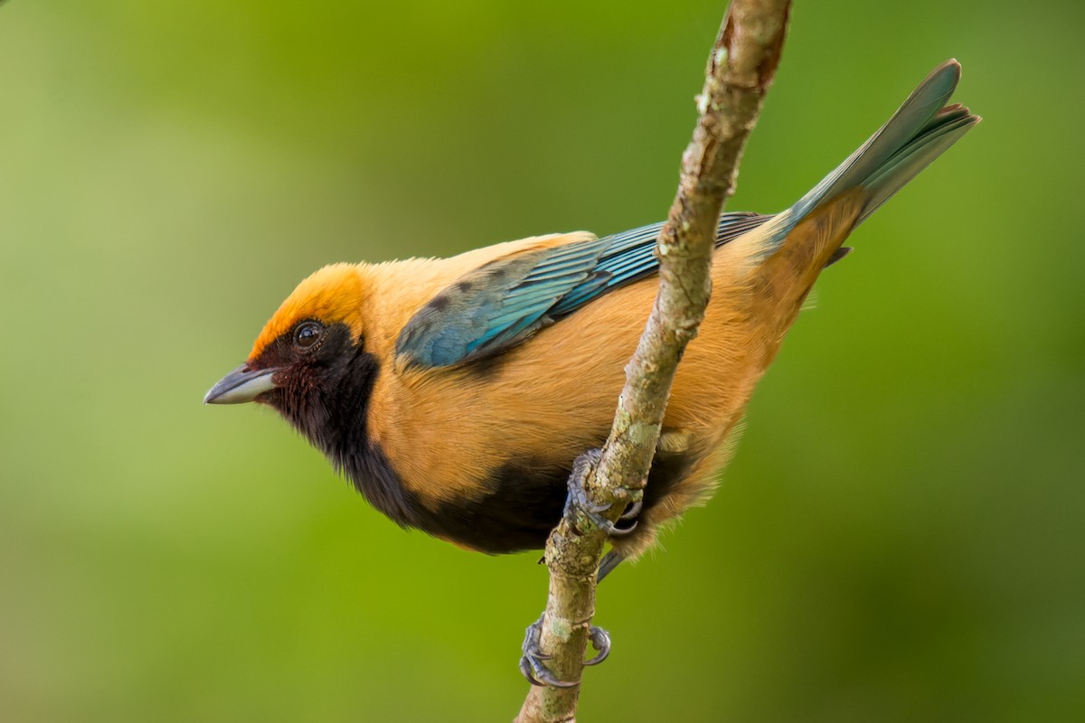 Burnished-buff Tanager - ML619639896