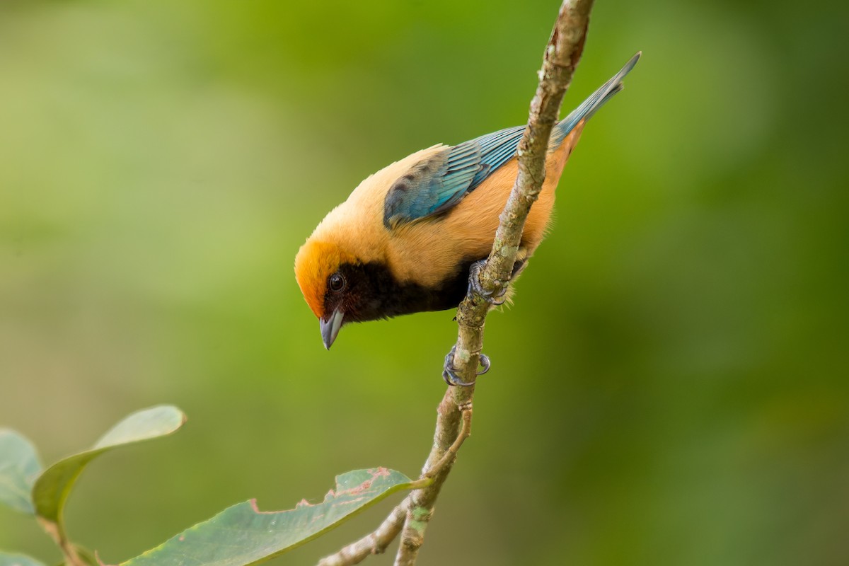 Burnished-buff Tanager - ML619639897