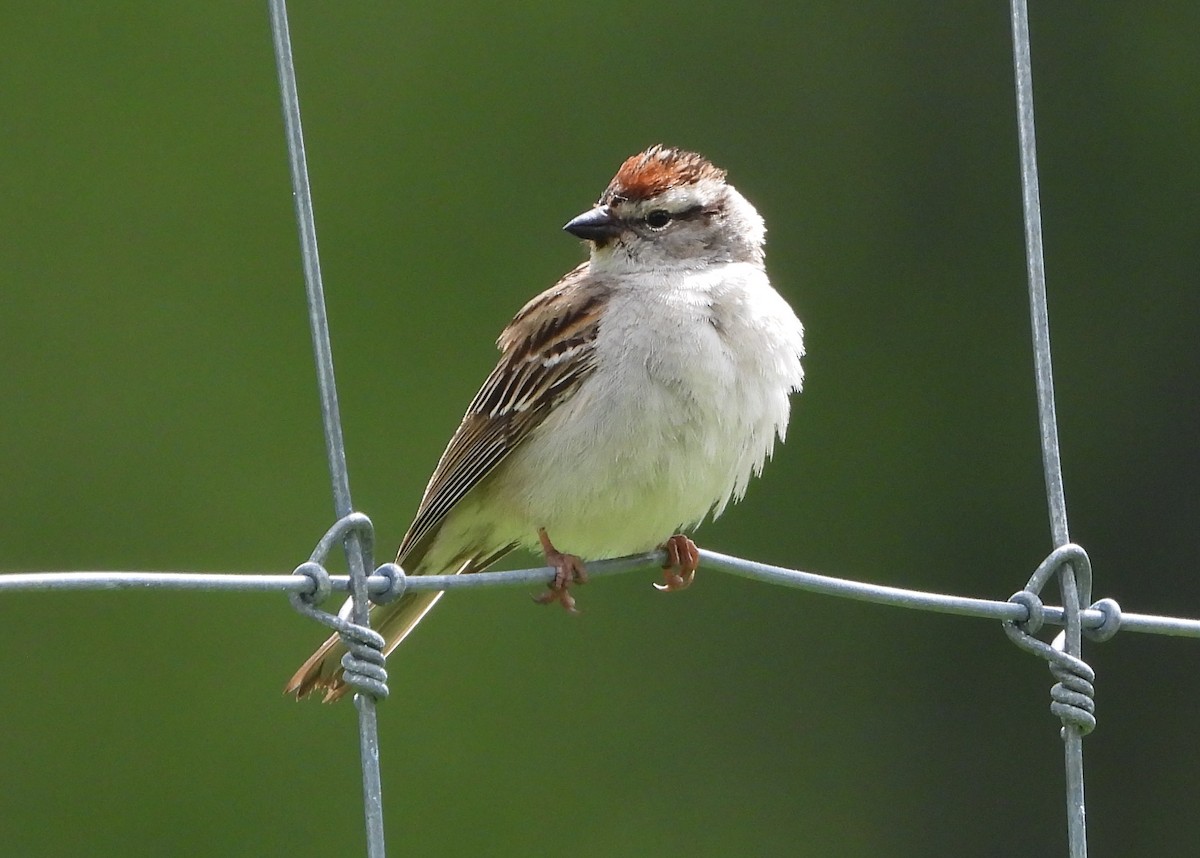 Chipping Sparrow - ML619639926