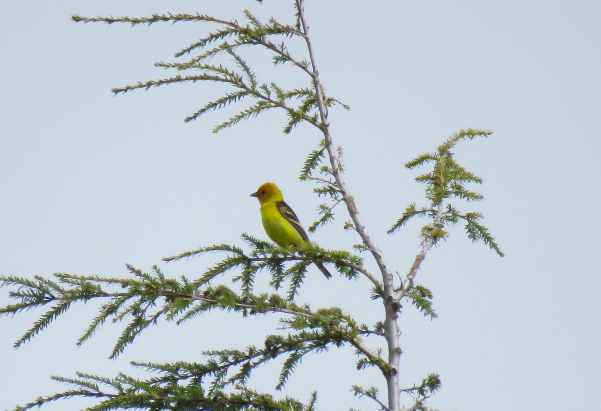Western Tanager - ML619639928