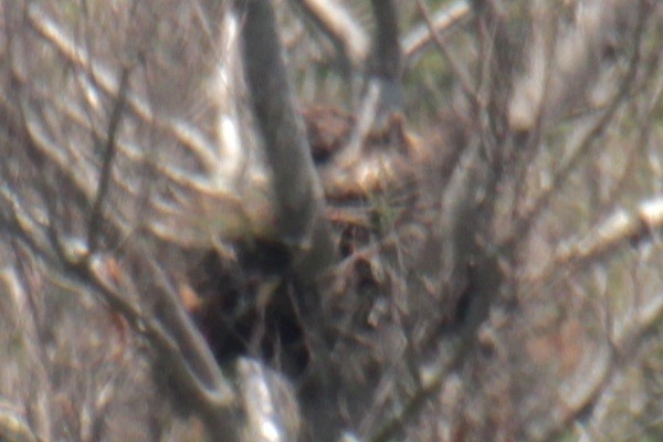 Краснохвостый канюк (borealis) - ML619639958