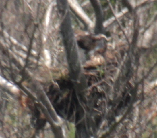 Red-tailed Hawk (borealis) - ML619639959