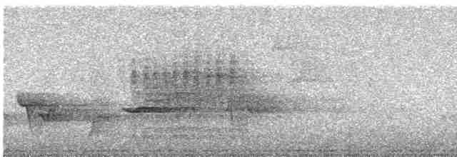 Дрізд-короткодзьоб Cвенсона - ML619640051