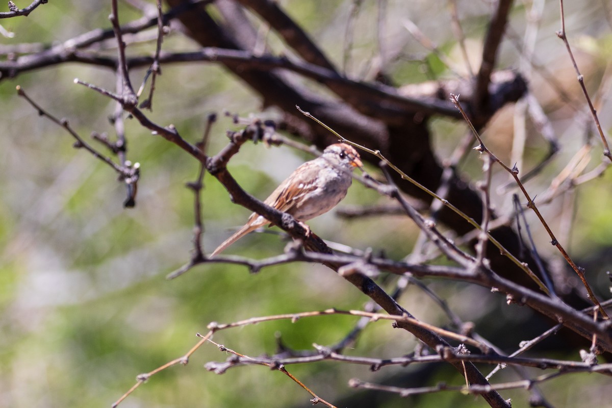 Rufous-winged Sparrow - ML619640082