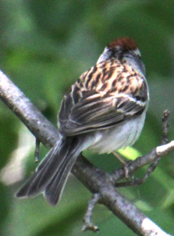 Chipping Sparrow - ML619640103
