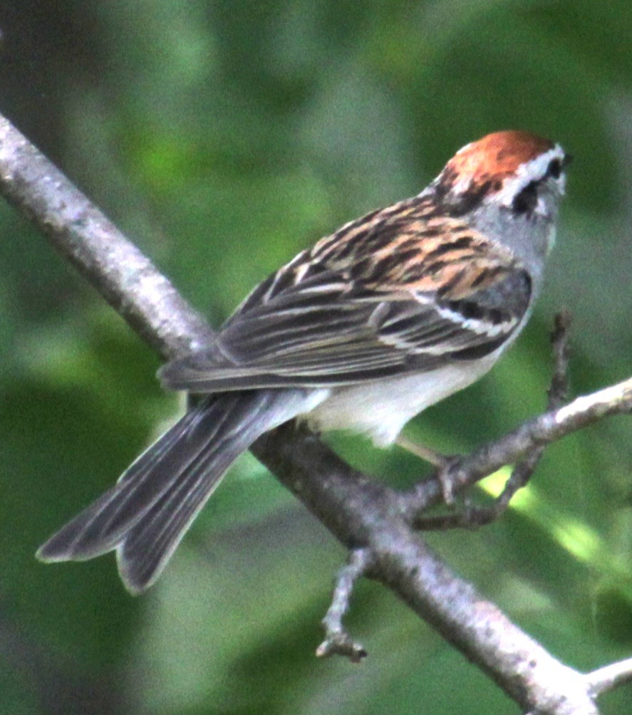 Chipping Sparrow - ML619640105