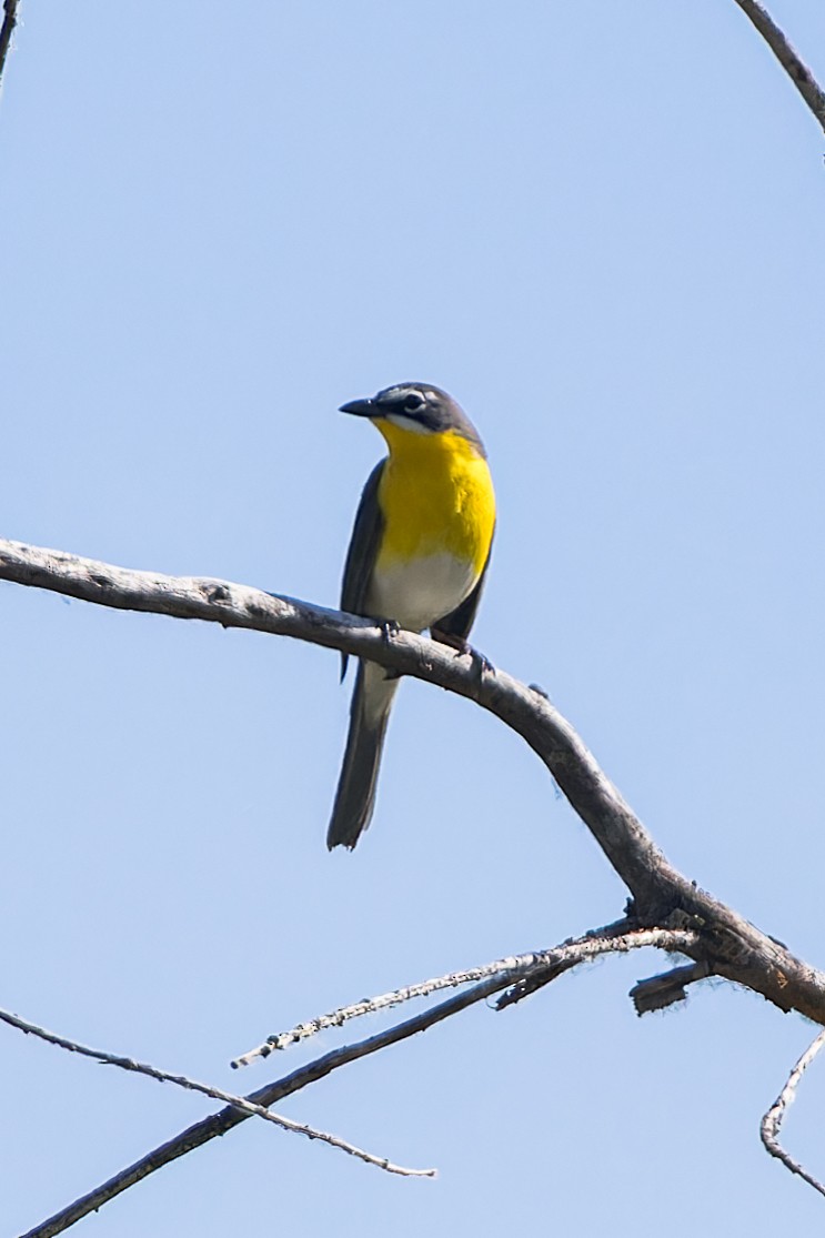 Yellow-breasted Chat - ML619640118