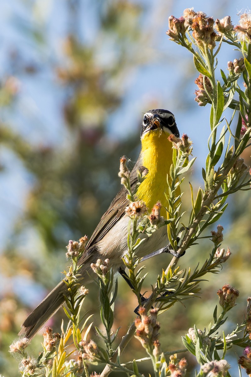Yellow-breasted Chat - ML619640120