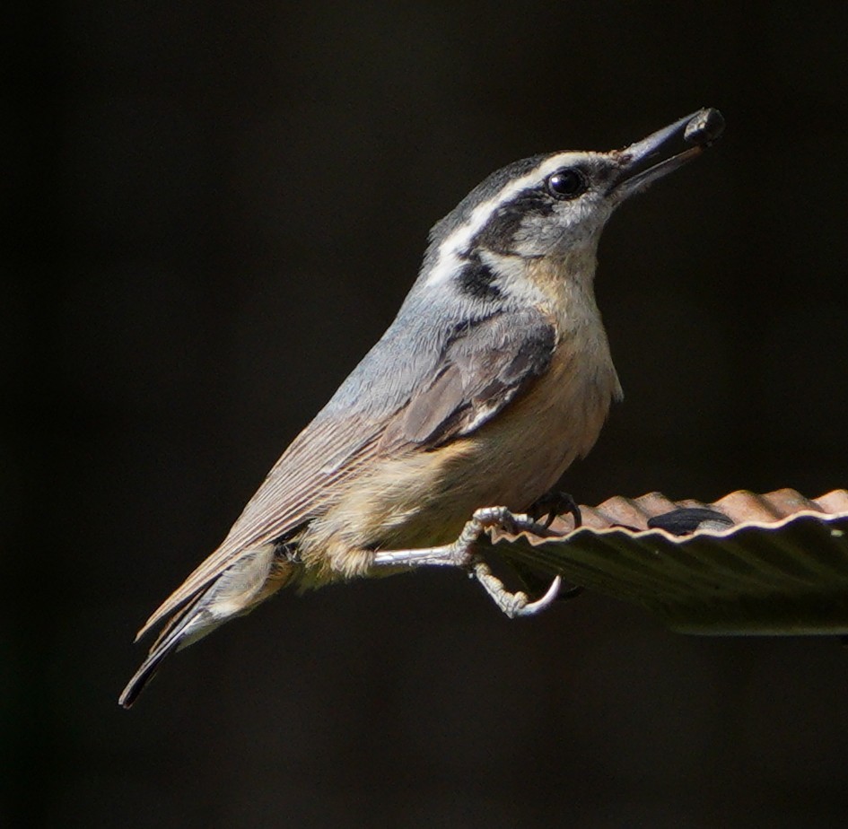 Red-breasted Nuthatch - ML619640134