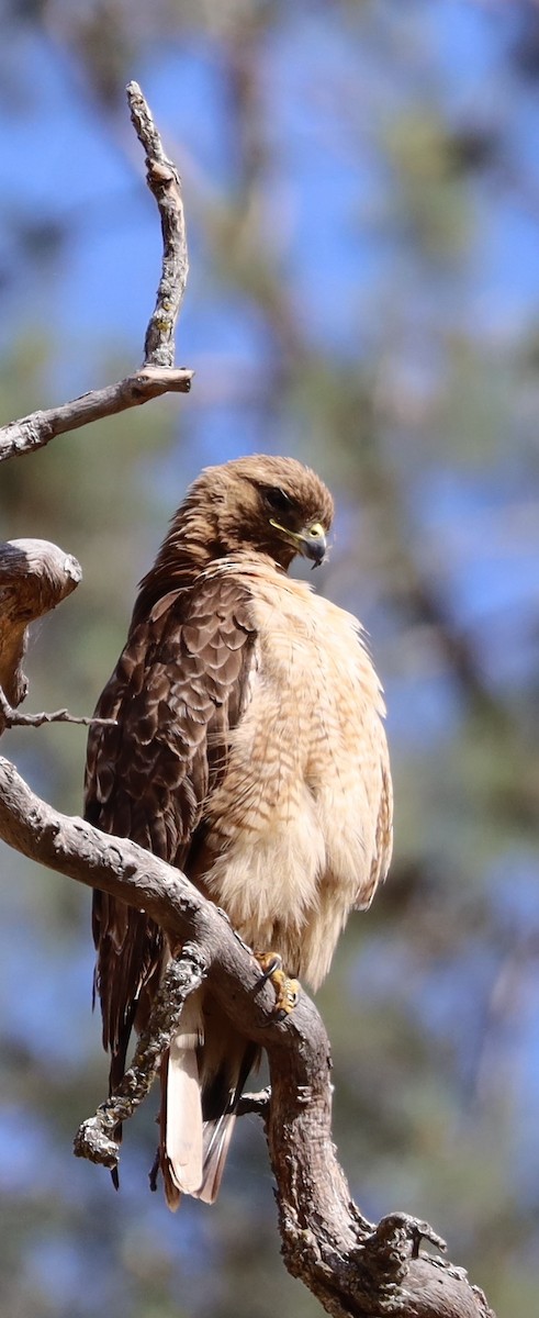 Red-tailed Hawk - ML619640164