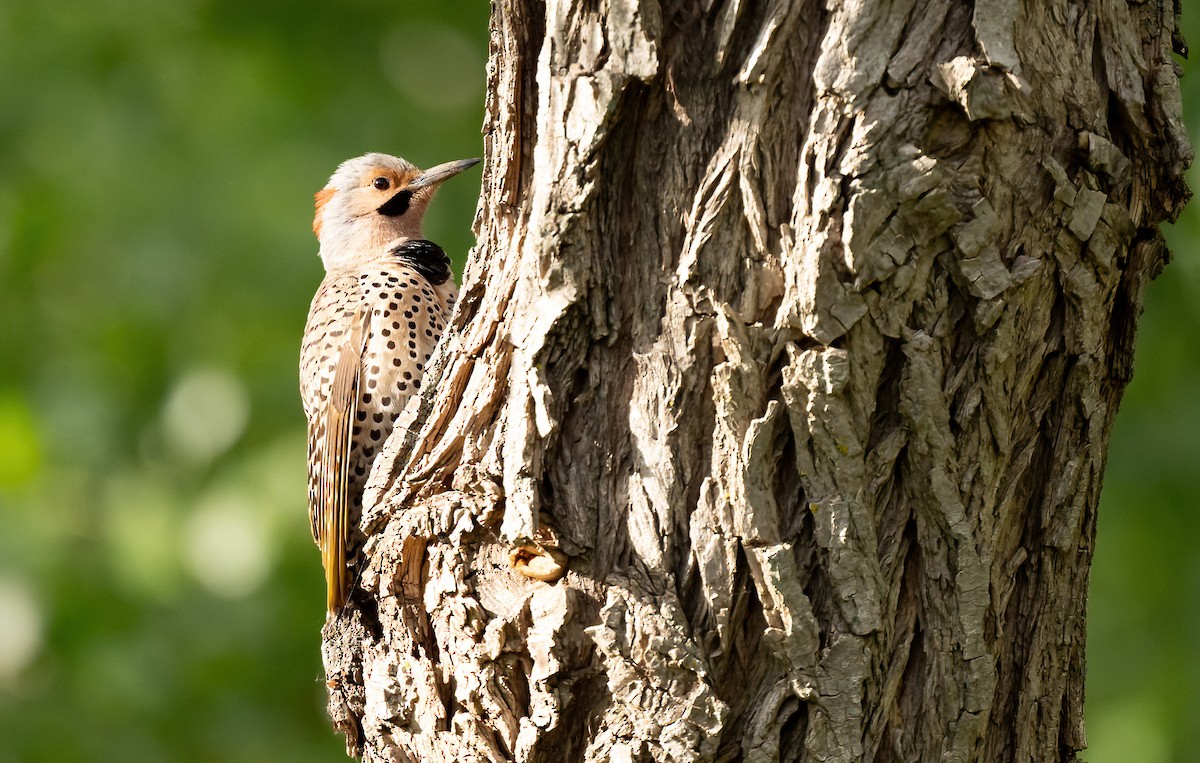 Northern Flicker (Yellow-shafted) - ML619640166