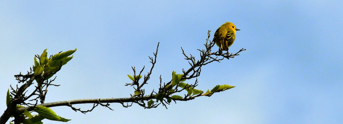 Yellow Warbler - ML619640235