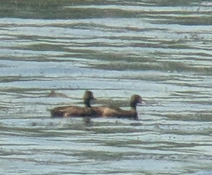 Greater/Lesser Scaup - ML619640264