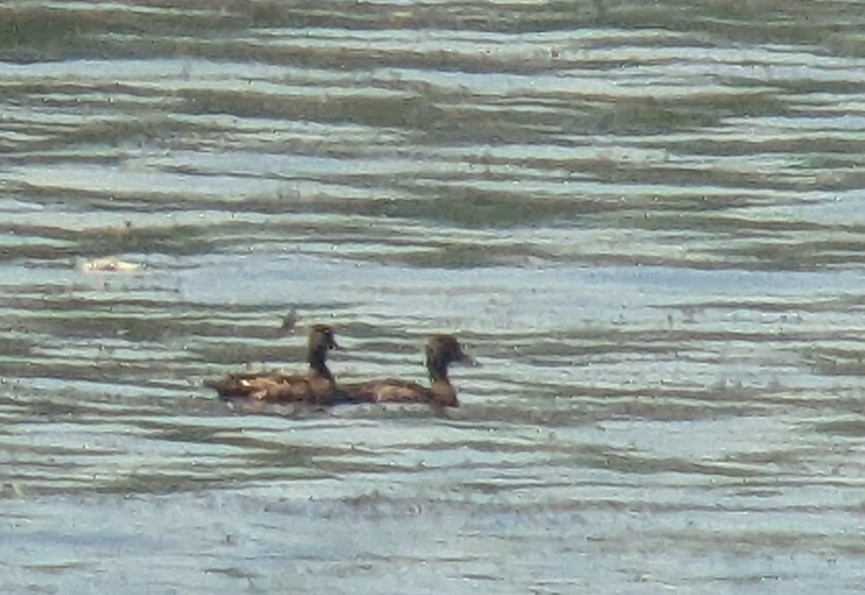 Greater/Lesser Scaup - ML619640265