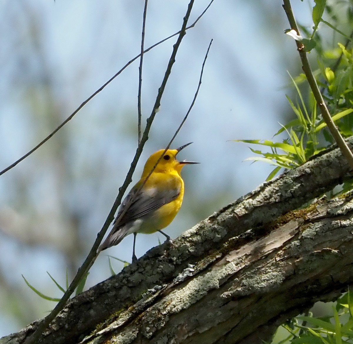 Prothonotary Warbler - ML619640327