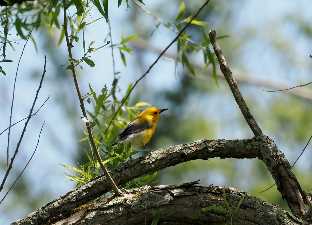 Prothonotary Warbler - ML619640328