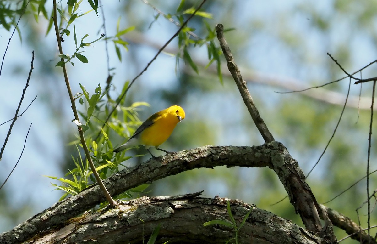 Prothonotary Warbler - ML619640330