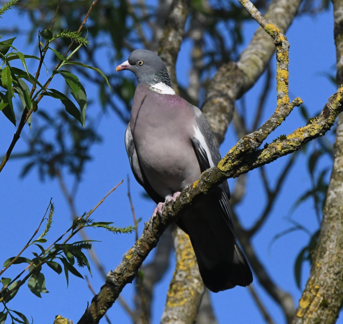 Common Wood-Pigeon (White-necked) - ML619640344