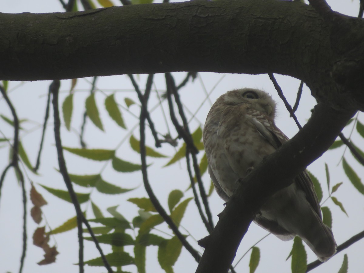 Spotted Owlet - ML619640348
