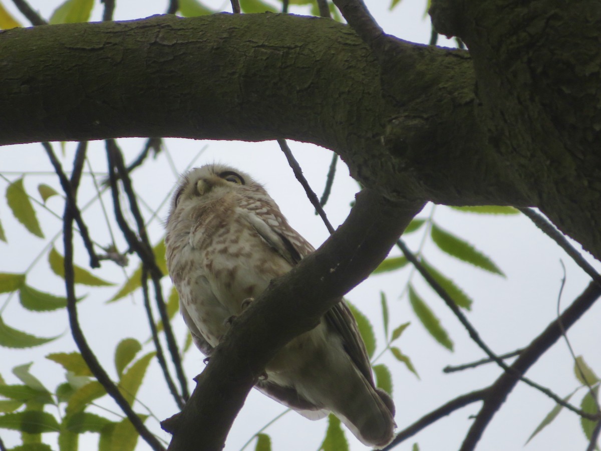 Spotted Owlet - ML619640349