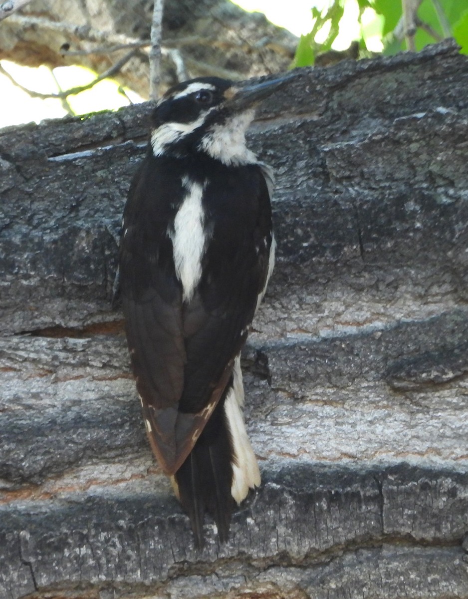 Hairy Woodpecker - ML619640354