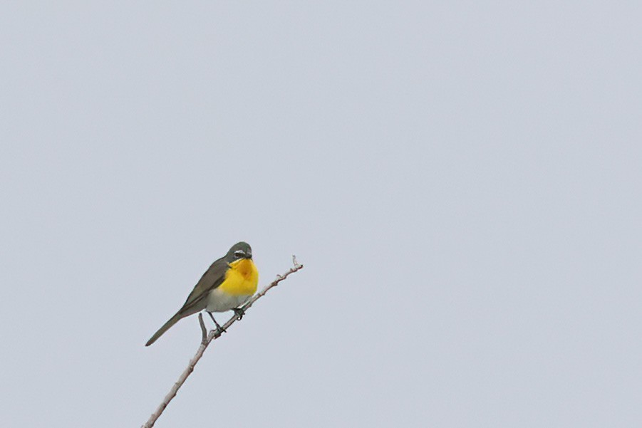 Yellow-breasted Chat - ML619640394