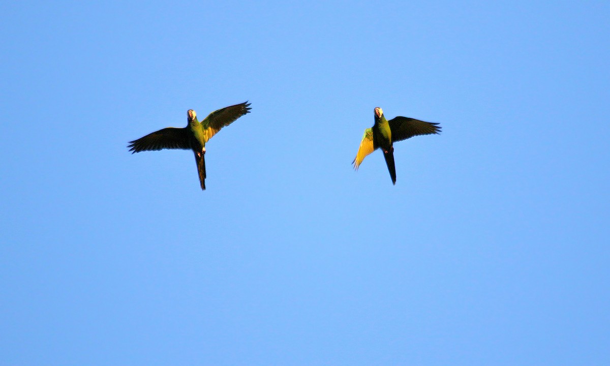 Yellow-collared Macaw - ML619640403