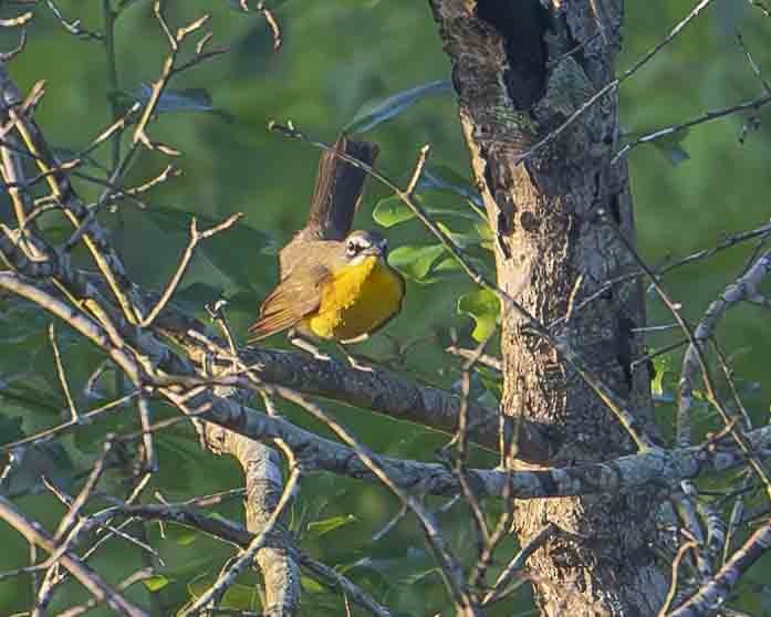 Yellow-breasted Chat - ML619640409